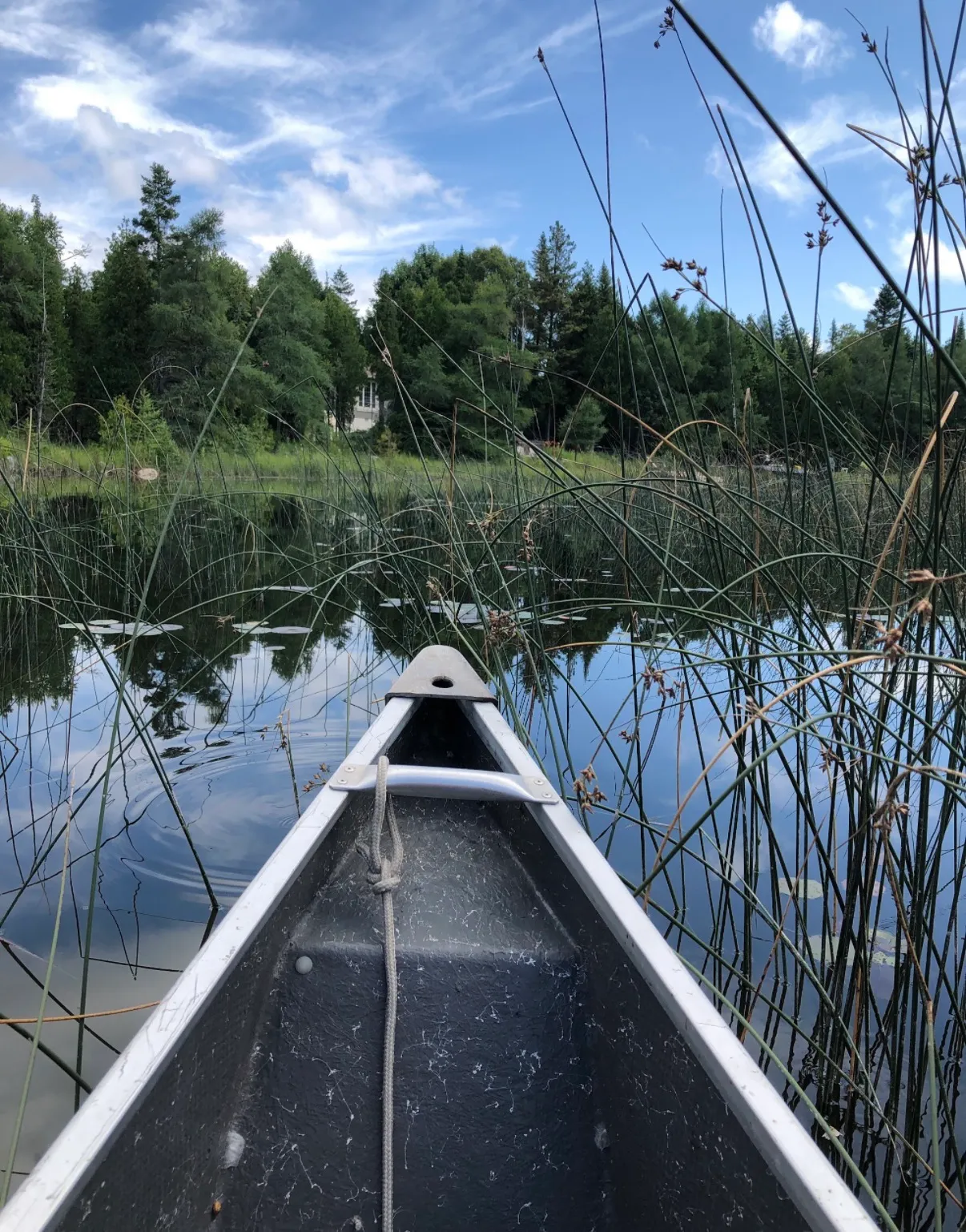 Canoe in the reeds